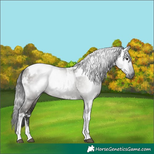 Horse Color:Gray White Spotted Grullo Tobiano Rabicano