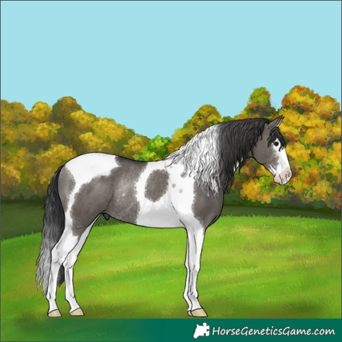 Horse Color:Grullo Splash Tobiano Rabicano 