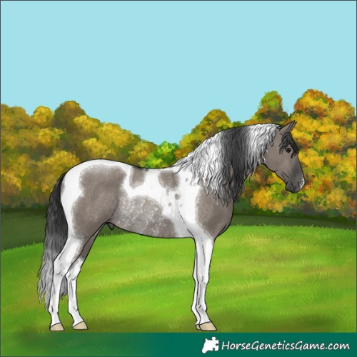 Horse Color:Grullo Tobiano Rabicano 