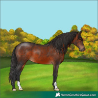 Horse Color:Brown 