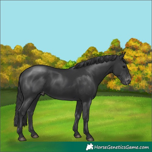 Horse Color:Black Appaloosa 