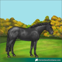 Horse Color:Black Varnish 