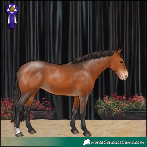 Horse Color:Bay Appaloosa 