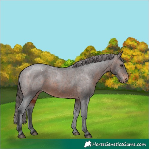 Horse Color:Brown Appaloosa 