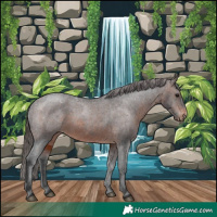 Horse Color:Brown Appaloosa