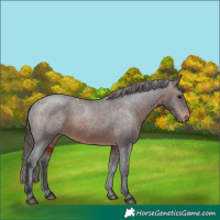 Horse Color:Brown Appaloosa 
