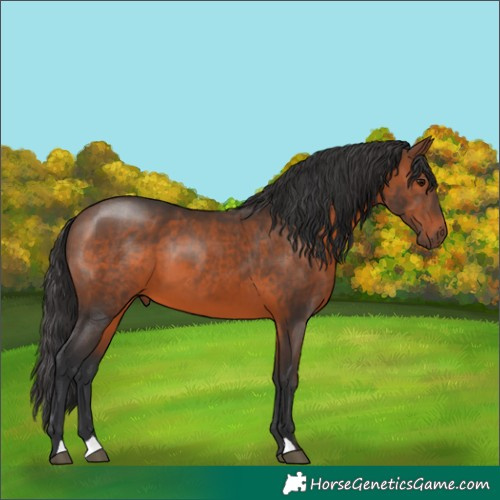 Horse Color:Brown 