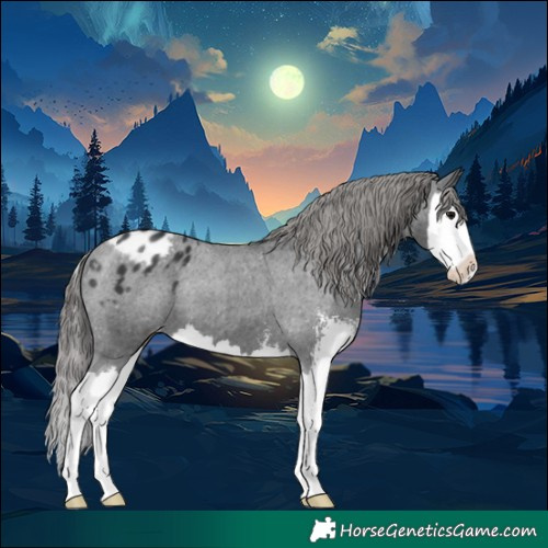 Horse Color:Black Sabino Splash Appaloosa 