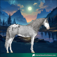 Horse Color:Black Sabino Splash Appaloosa