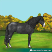 Horse Color:Black Sabino Rabicano 