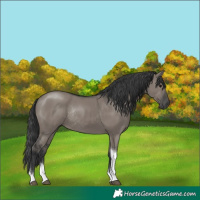 Horse Color:Grullo Tobiano Rabicano 