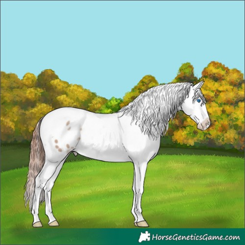 Horse Color:White Spotted Classic Champagne Dun Splash Tobiano Appaloosa Rabicano 