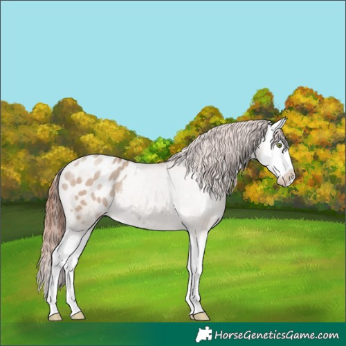 Horse Color:Classic Champagne Dun Sabino Splash Appaloosa Rabicano 