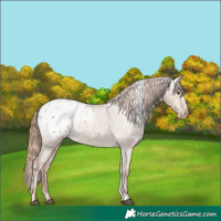 Horse Color:White Spotted Grullo Pearl Appaloosa Rabicano 