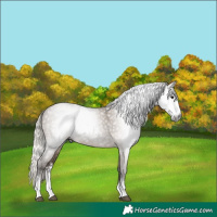 Horse Color:Gray Silver Grullo Sabino Rabicano 