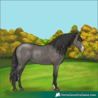 Horse Color:Grullo Sabino Rabicano