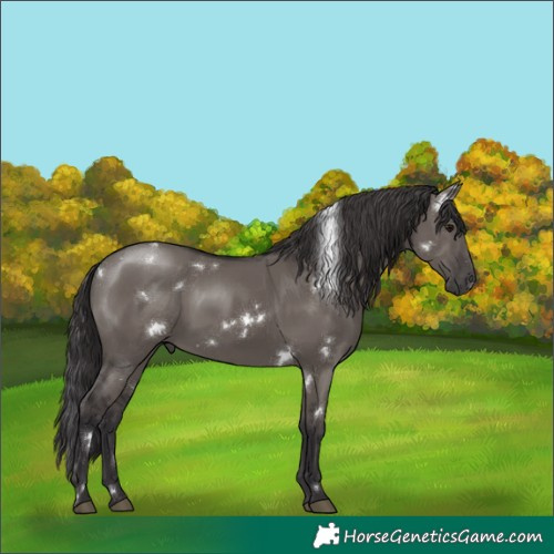 Horse Color:White Spotted Smoky Grullo Rabicano 
