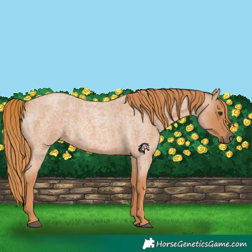 Horse Color:Red Roan 
