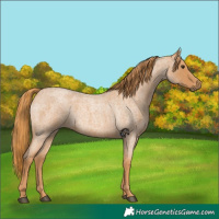 Horse Color:Red Roan 