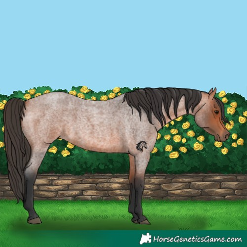 Horse Color:Bay Roan 