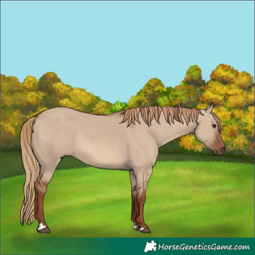 Horse Color:Red Dun Rabicano 