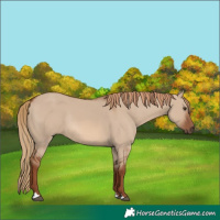 Horse Color:Red Dun Rabicano 