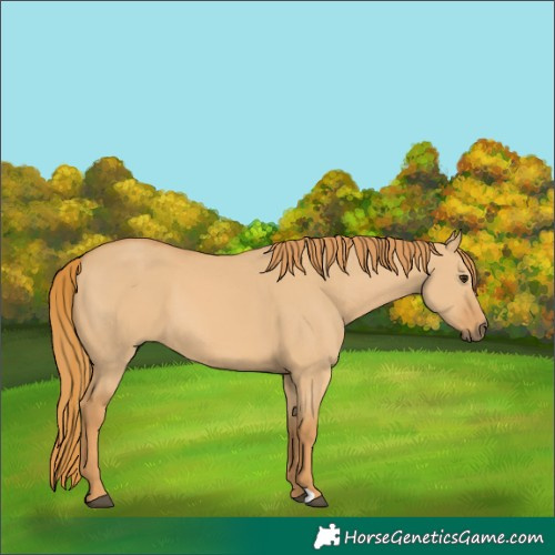 Horse Color:Red Dun 