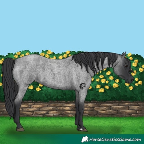 Horse Color:Blue Roan 