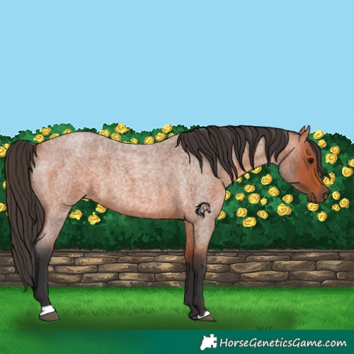 Horse Color:Bay Roan 