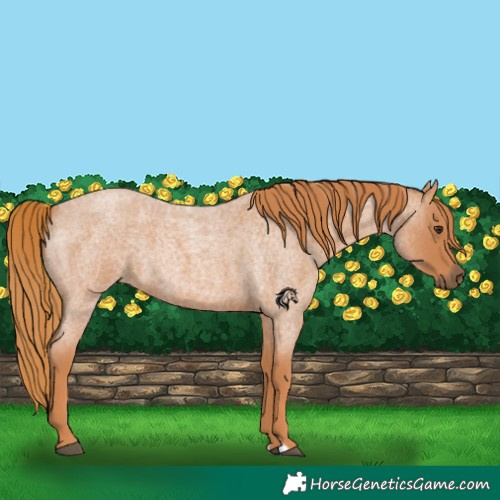 Horse Color:Red Roan