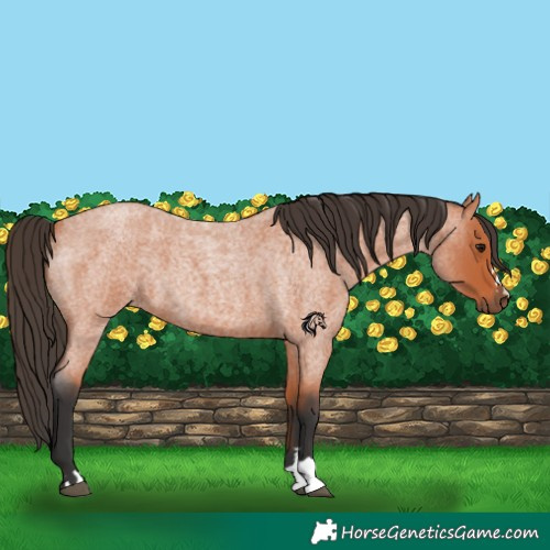 Horse Color:Bay Roan 