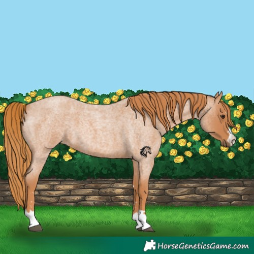 Horse Color:Red Roan