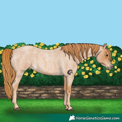 Horse Color:Red Roan 