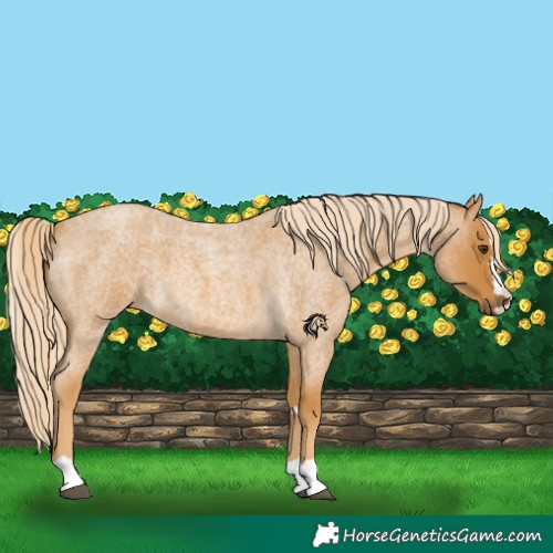 Horse Color:Palomino Roan 
