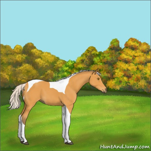 Horse Color:Silver Buckskin Tobiano 