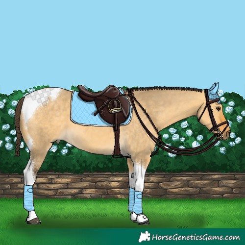 Horse Color:Buckskin Dun Tobiano 