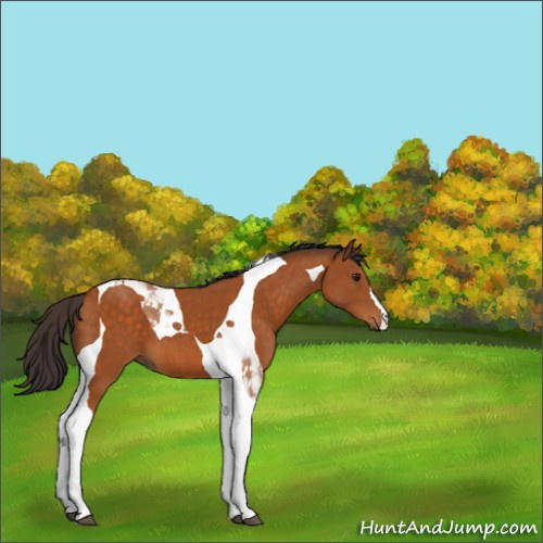Horse Color:Buckskin Tobiano 