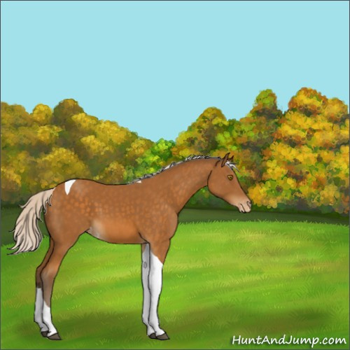 Horse Color:Silver Buckskin Tobiano Appaloosa 