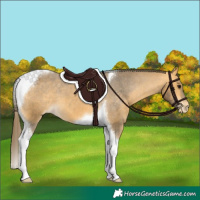 Horse Color:Buckskin Tobiano Appaloosa 