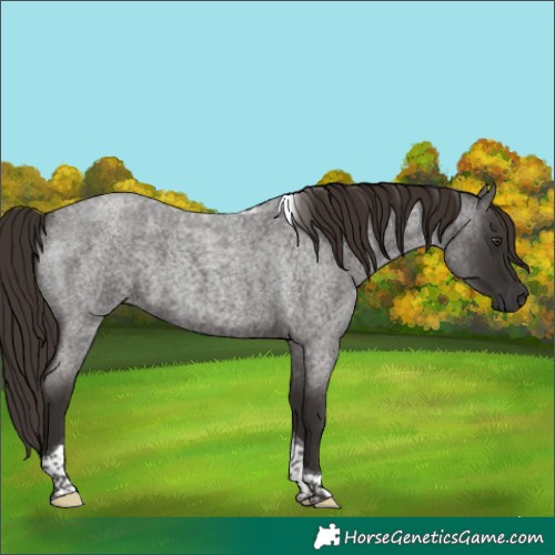 Horse Color:Liver Red Roan Tobiano Rabicano 