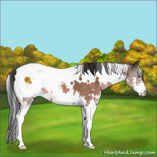 Horse Color:White Spotted Brown Splash Snowcap 