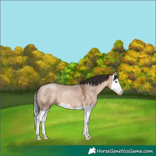 Horse Color:Sable Champagne Dun Splash 
