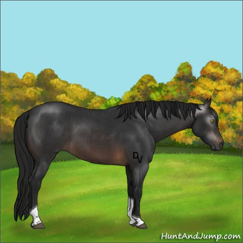 Horse Color:Gray Brown Roan Tobiano Rabicano 