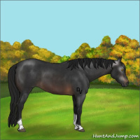 Horse Color:Gray Brown Roan Tobiano Rabicano 