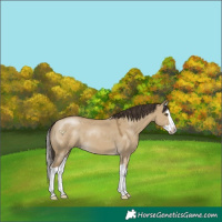 Horse Color:Classic Cream Champagne Dun Splash 
