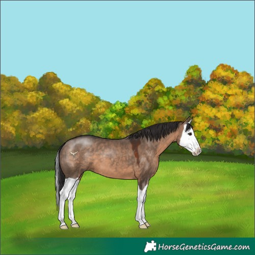 Horse Color:Brown Dun Splash
