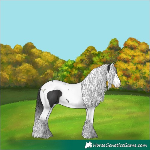 Horse Color:Black Splash Tobiano