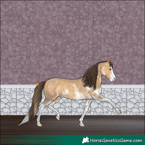 Horse Color:Sable Cream Champagne Sabino Splash 