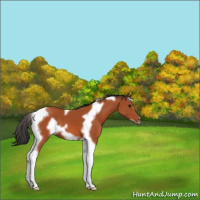 Horse Color:Bay Tobiano Frame 
