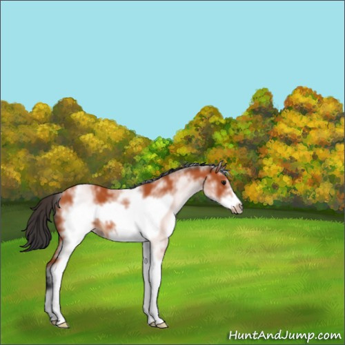 Horse Color:White Spotted Bay Frame 